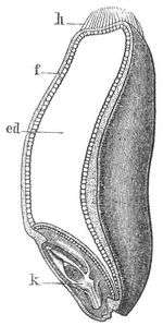 Fig. 1. Weizenkorn. (Längsschnitt.)