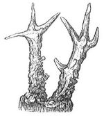 Fig. 9a. Kreuzgehörn.